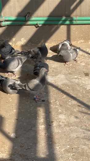 75K views · 3.1K reactions | Sun Bath Time | Nasir's Loft Pakistan | Facebook