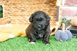 David - Shih-Poo Puppy DD3CB6