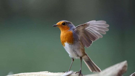 Trick, um Rotkehlchen anzulocken: Mit der richtigen Futterstelle wird Ihr Garten zum Magnet