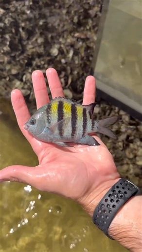 18K views · 364 reactions | Net Casting For New Fish!  | The Fish Guys | Facebook