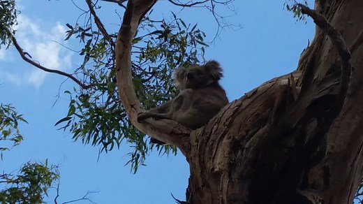 Dumb Koala