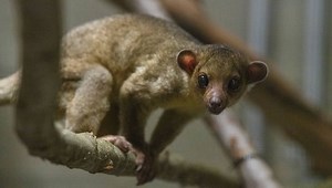 Kinkajou – A Rainforest Mammal – Rescued From Highway In Washington