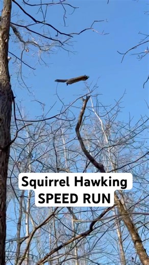 Squirrel Hawking SPEED RUN