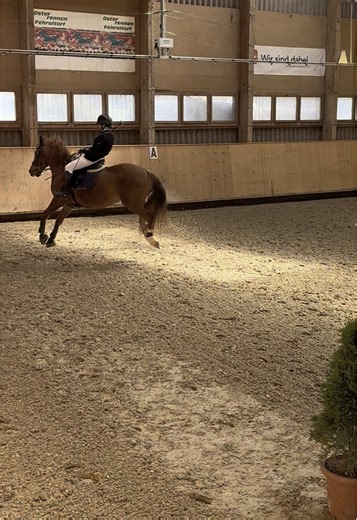 Calina's Equestrian Excellence in Jumping Rounds
