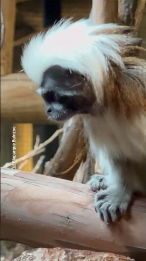 Crías de mono tití en peligro de extinción nacen en Buinzoo