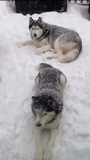 A dog is truly the most loyal companion anyone could ever have. Honestly, we as humans don’t deserve something as special as a dog. Thor was exactly that. Anyone who knows me knows how much I loved that dog and how long he’s been by my side. Today, we had to lay Thor to rest. It’s one of the hardest things I’ve ever had to do — but let me tell you, that dog lived an amazing life and definitely gave me a run for my money. For 13 years, I had the privilege of watching him grow from a tiny puppy in