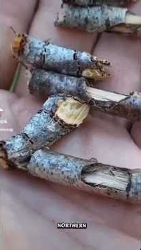 five of the strangest insects on earth that look almost unreal...