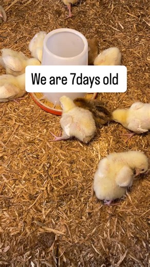 Evergreen k9& FARMs | One week in the brooder Healthy chicks today = strong birds tomorrow #7DaysOldChicks #PoultryLife #HealthyChicks #OrganicPoultry #brooderlife | Instagram