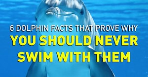 1.7M views · 17K shares | Show this to anyone who wants to pay to swim with dolphins. | PETA (People for the Ethical Treatment of Animals) | Facebook