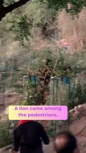 A lion come among the pedestrians | #lion #gir #asiaticlion #forest #animals #gujarat #shorts #short
