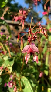Bee, Pollination, Nectar. Free Stock Video