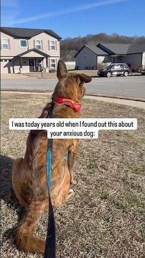 Most people think anxiety is just “who their dog is.”