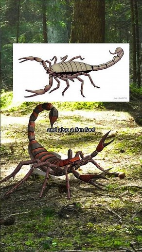 The Biggest Scorpion EVER! Pulmonoscorpus