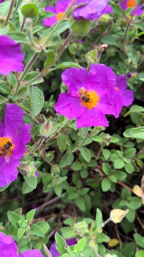 Kevzzz Super beezzz (@kevzz_super_beezzz)’s videos with Don't Stop! (Airplay Edit) - ATB