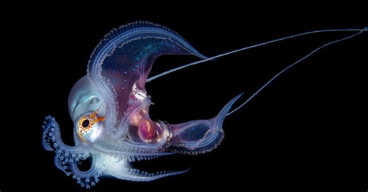 Move Over Mermaids—This Iridescent Octopus Is the Ocean’s True Beauty