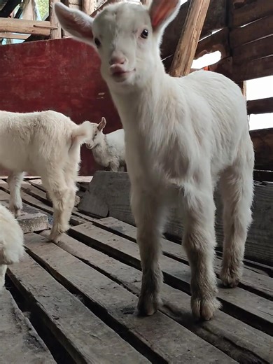 #cute #baby #lamb #babygoat #babygoats | goat