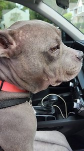 Kia America #dogs #RunningBoards #dogsofinstagram #suv | Jim Lifewithlola