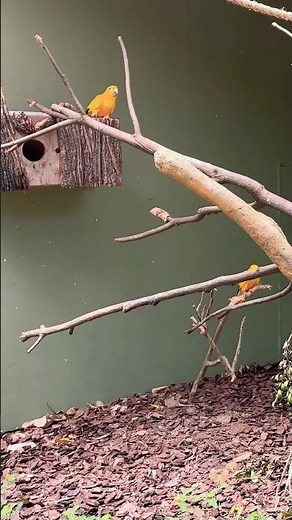 Golden Conure | One of the World’s Most Colorful Parrots #birds