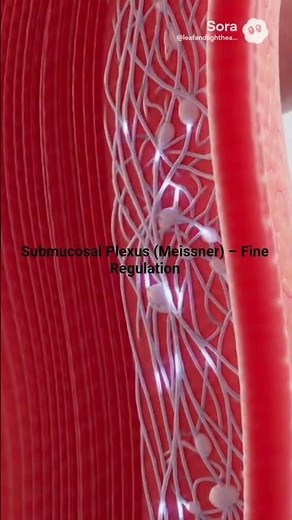 The Enteric Nervous System – How Intestinal Nerves Control Digestion #shortvideo