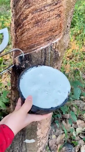 This is how the natural rubber you use every day is obtained 🌳 #FunFacts #Nature #Work