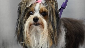 316K views · 11K reactions | The Rare Dog Breed That's Stealing Everyones Hearts! | Girl With The Dogs | Facebook