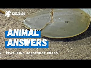 Horseshoe Crab Molting Explained