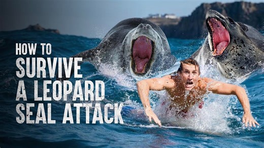 How to protect yourself in a leopard seal attack