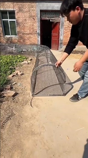 Beautiful Chicken Tunnel Run Setup in the Backyard🦢🐔🐓