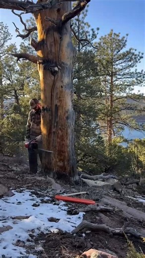 This comes with tree work 🌳🌳 #squirrel #treeservice #trees #woodworking #wood | Janny Tree