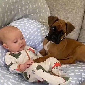 Adorable how these animals are so gentle with cute babies! 😍 #BabyLaugh | Funny