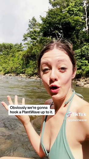 PlantWave is a device that uses sensors to read changes in electricity throughout a plant. It graphs those changes as a wave and then translates that wave into musical notes. Here we are listening to the ever-so charming Sensitive Plant. #sensitive #weirdplants #naturefinds #explore #plantsoftiktok