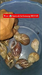 menemukan kelomang Besar 😱#kelomang #umangumang #hermitcrabs