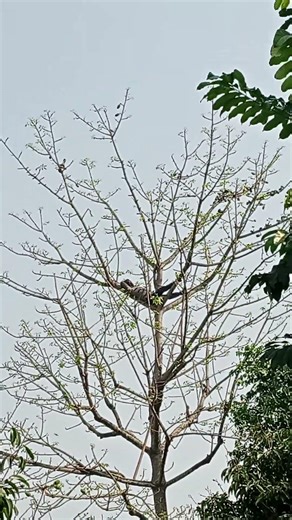 শিমুলের গাছে দেখুন,, 😆😁