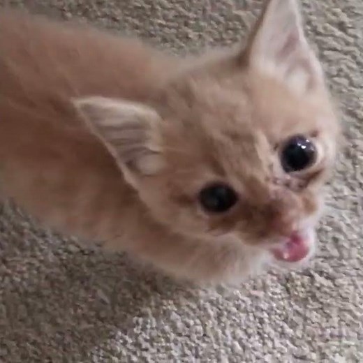 Watch this fluffy orange kitten get curious about the camera.
