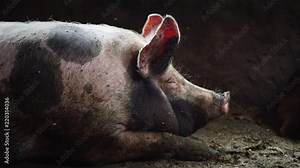 Big pig in a pigsty, spotty pig lies among the filth in the pigsty, sleeping pig, side view