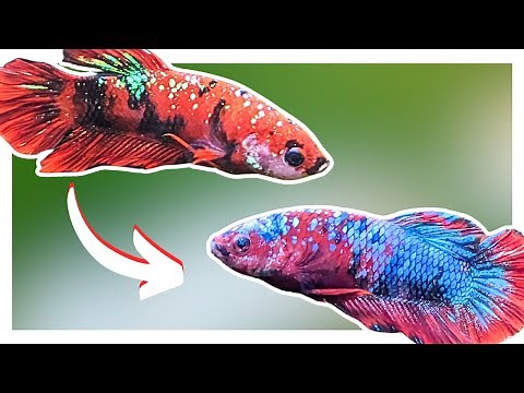Why Your Betta Is CHANGING COLOR