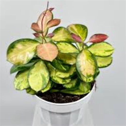 Hoya Australis ‘lisa’ Live Plant Variegated Wax Plant Trailing Houseplant in 4” Pot - Etsy