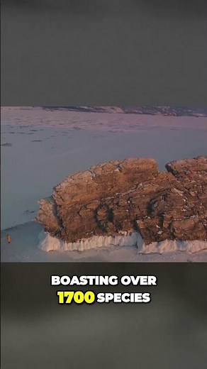 Dive into the extraordinary wonders of Lake Baikal's ancient depths!