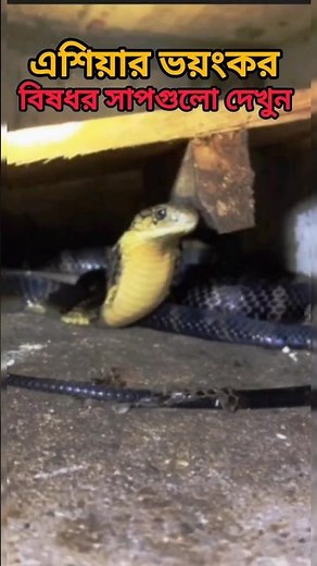 Know the most dangerous venomous snakes of Asia | Most Dangerous Venomous Snakes of Asia