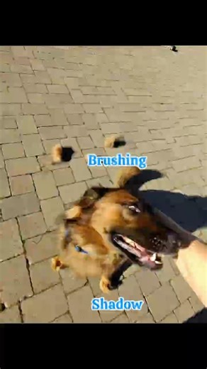 Grooming Shadow! A Malinois Belgian mix