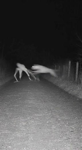 CCTV: Angry Dog Attacks Strange Creature Walking on Dirt Road 😨 #shorts #viral #trending #comedy