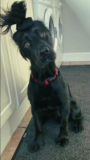 Funniest Dogs Compilation | Dogs Causing Epic Falls #funnyvideo #funnydogs #dogshorts