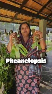 Phalaneopsis Exotic varieties available💚