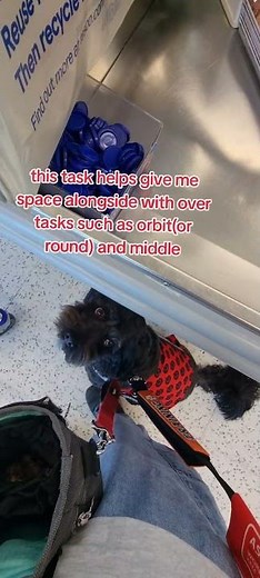 assistance dog task 'blocking and tucking' #dogcomunity #assistancedogintraining