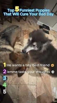 Top 5 FUNNIEST Puppies That Will Cure Your Bad Day Instantly 😂🐶 #dogs #funny #crazy
