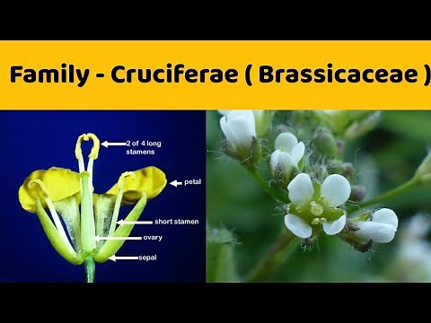 Family Cruciferae ( Detailed Notes ) | Family Brassicaceae