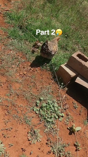 Here is part 2,I am not okay shame 😭 #villagelifestyle #villagegirl