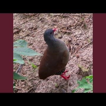 Incrível Canto da Inhambu-chororó Na Caatiga (Crypturellus parvirostris)