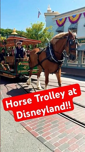 Horse-Drawn Trolley at Disneyland in California - operating since 1955! #disney #horse #travel