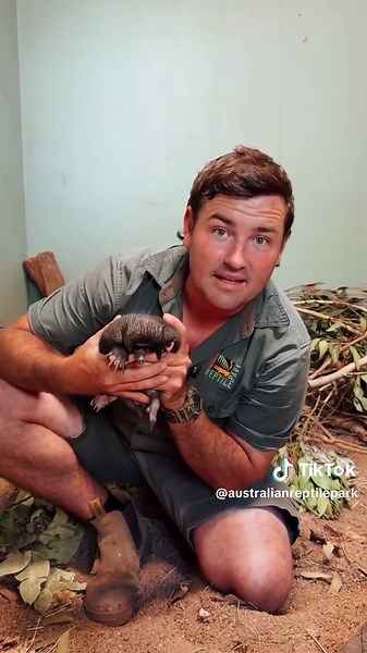 Piggle the Puggle is growing so big already!! ❤️ #echidna